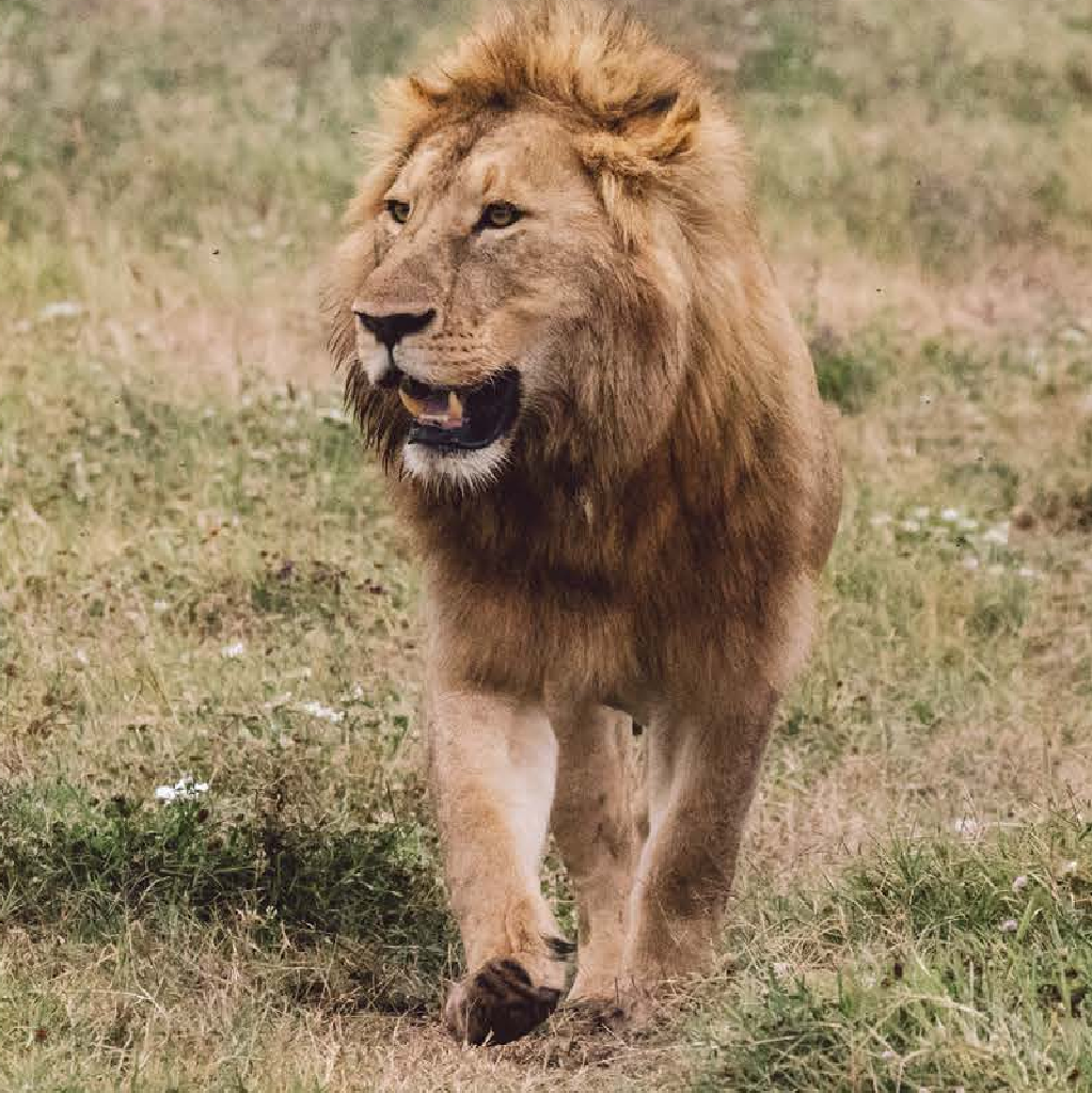 Camp SENEV — Lion du Sénégal